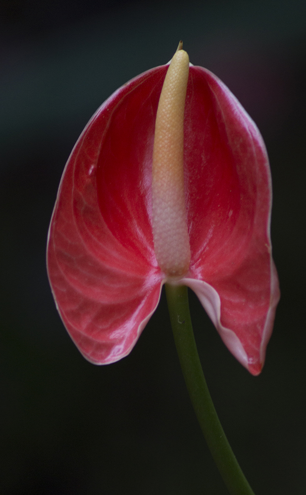 anthurium-1