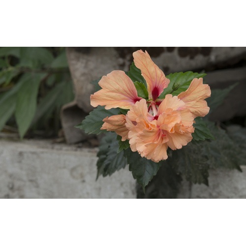 hibis-orange-9