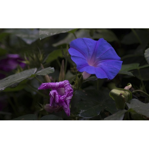 ipomoea-6